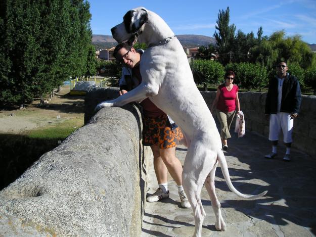 excelente dogo aleman para montas