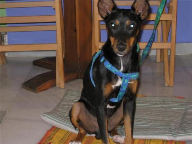 Pinscher mediano busca hogar