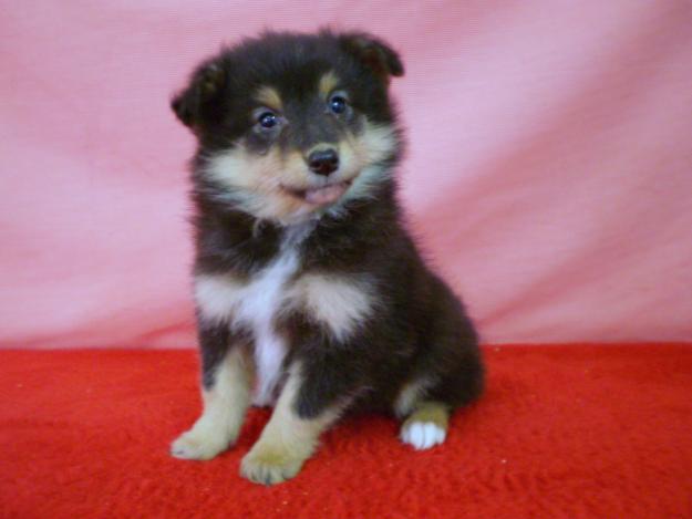 SHETLAND SHEEPDOG CAMADA LISTA PARA ENTREGAR