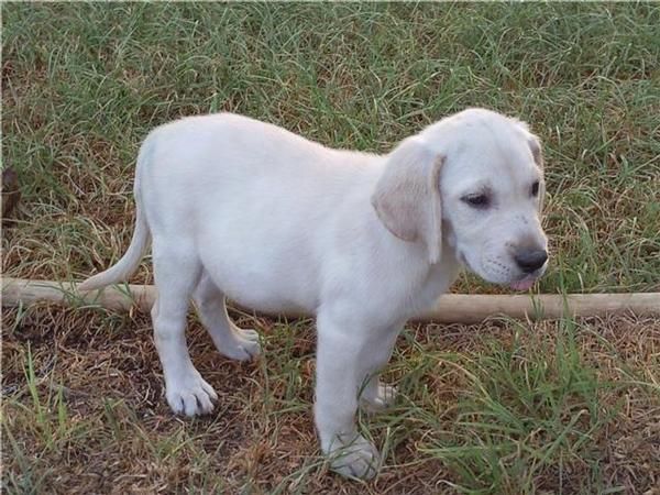 VENDO CRIA DE LABRADOR