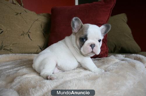 bonito cachorros, francés Bulldogs