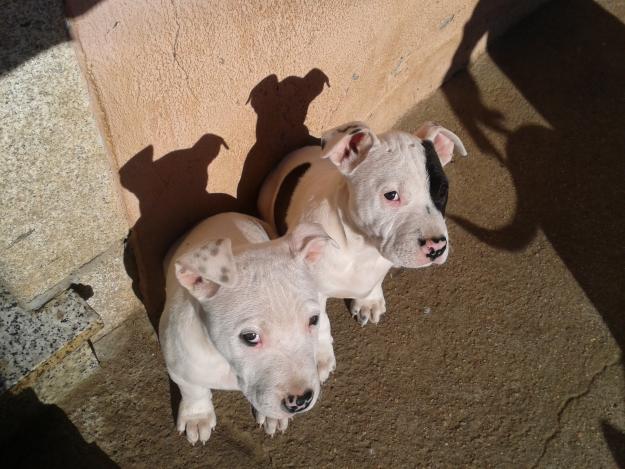 2 ULTIMOS CAHORROS AMERICAN STAFFORDSHIRE TERRIER