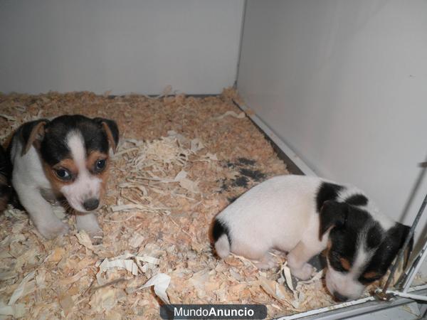 JACK RUSSELL PEDIGREE EN MADRID