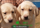 Labradores, los mejores cachorros pura raza - mejor precio | unprecio.es