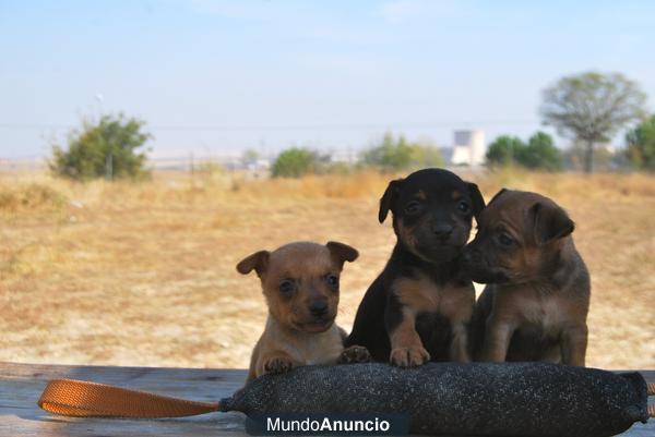 Mini Pinscher 350 euros, de Calidad