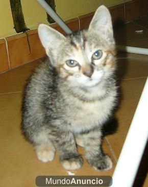 Muchos gatitos en adopcion