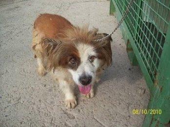 PERRITO DE 16 AÑOS NECESITA UNA BUENA PERSONA QUE LE SALVE LA VIDA