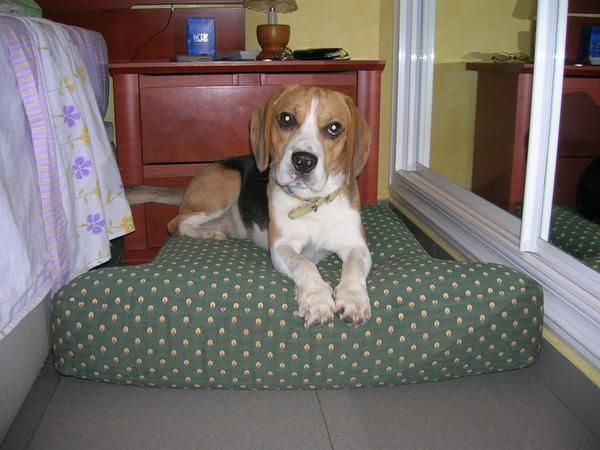 Se ofrece Beagle macho para monta