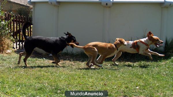 Adiestrador Canino a domicilio