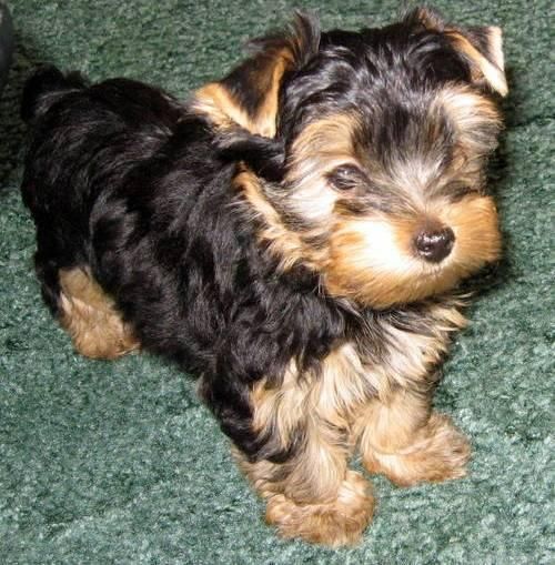 Adorable yorkie femenino