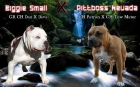 American Bully - mejor precio | unprecio.es