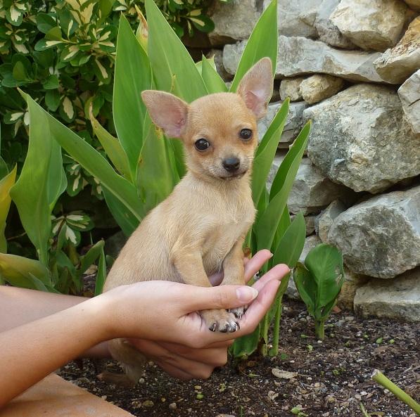 Cachorritos preciosos de Chihuahua