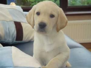 cachorro LABRADOR con PEDIGREE