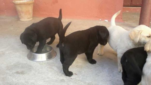 Cachorros de Labrador retriever en barcelona, Pedigre Loe