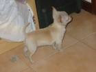 Chihuahua,macho tres meses,pedigree en mano. - mejor precio | unprecio.es