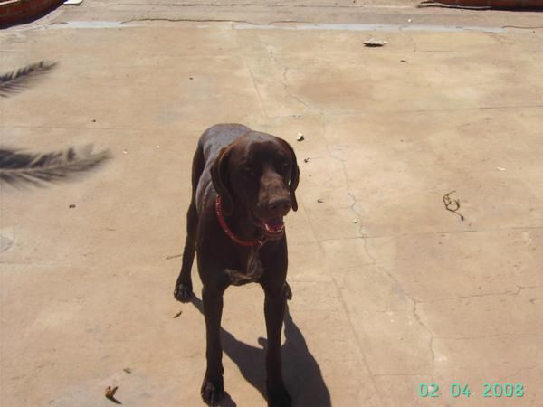 se vende cachorrito braco aleman muy guapo