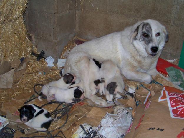 Se vende cama de cachorros de mastín español