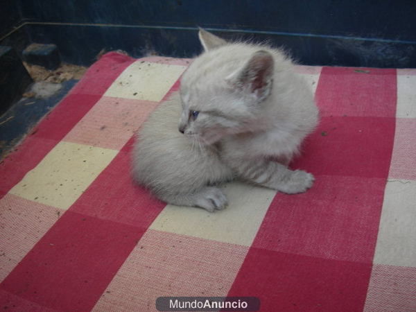 Seis gatitas de mes y medio para adoptar