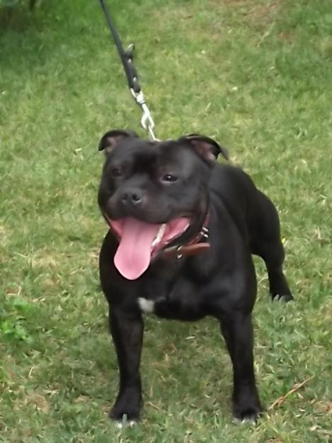 stafforshire bull terrier