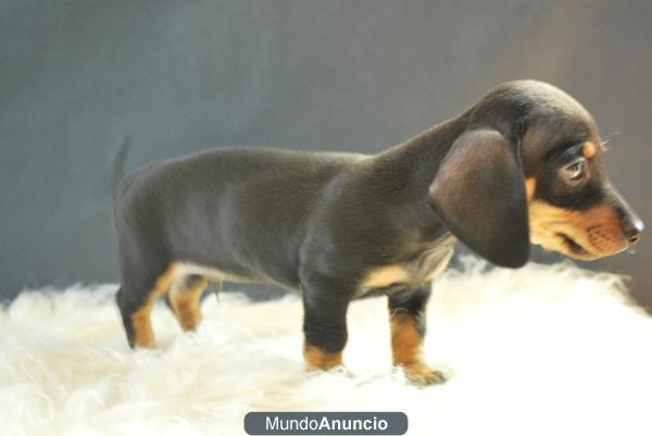 teckel miniatura y teckel caninchen¡¡ www.doogs.es