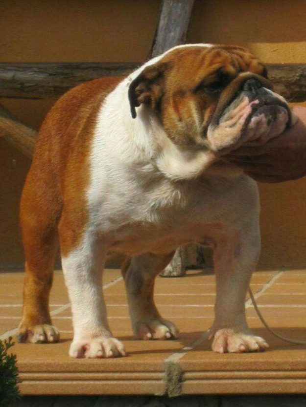 Best bulldog girona. disponible para montas