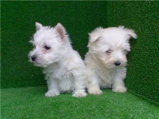 CACHORROS DE West Highland Terrier