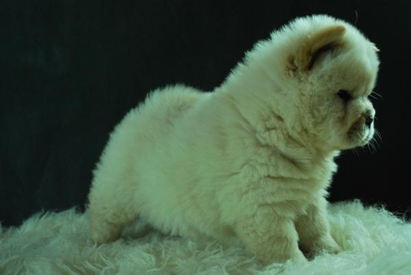 CHOW CHOW BLANCOS CON 2 MESES PRECIOSOS EJEMPLARES