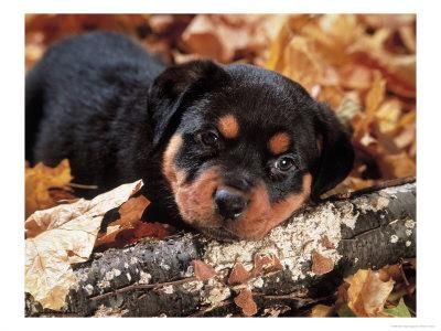 ottweiler Cachorros de Pura Raza 150