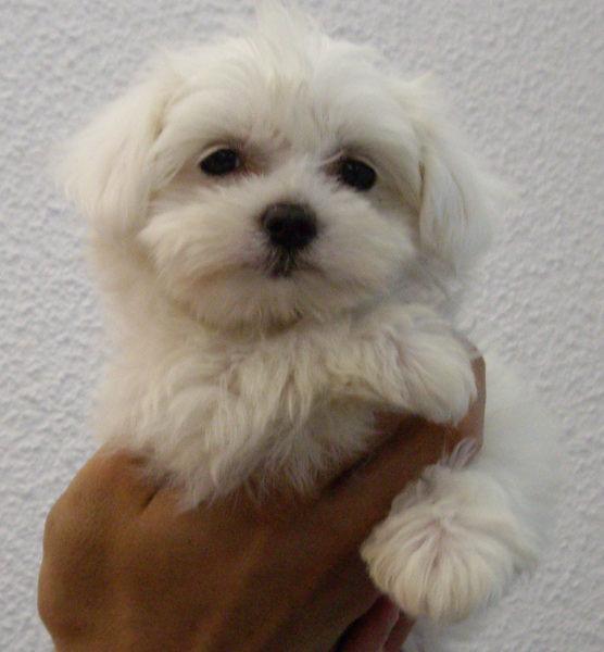 VENDO PRECIOSOS CACHORROS BICHON MALTES MUY BARATOS