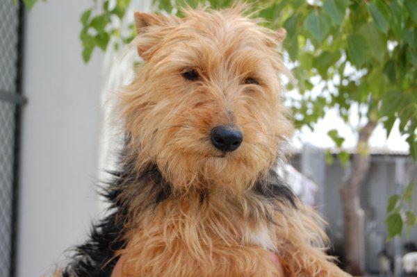 ABRIL, CRUCE DE YORKI MUY CARIÑOSA BUSCA HOGAR