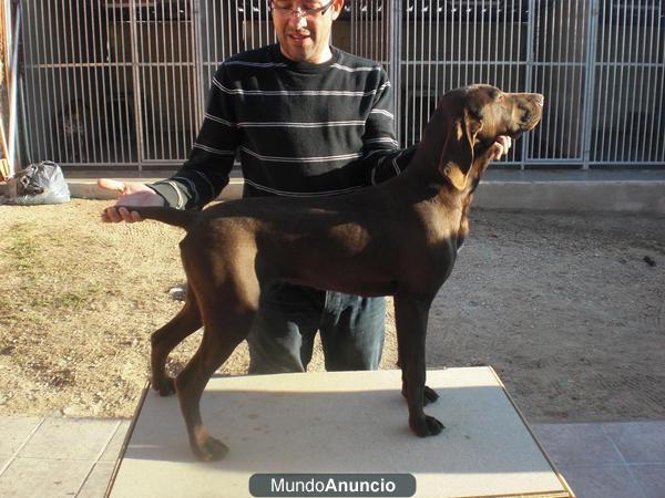 Cachorra de Braco Aleman