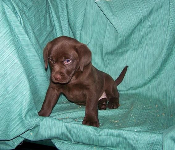 CACHORRITOS DE LABRADOR RETRIEVER DE COLOR CHOCOLATE