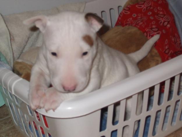 cachorro de bull  terrier