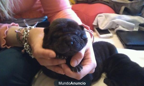 camada shar pei