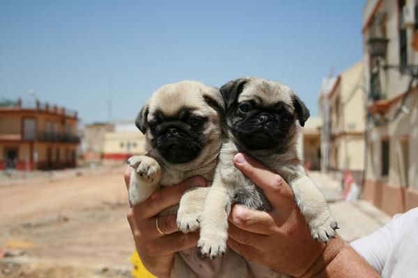 carlinos superchatos