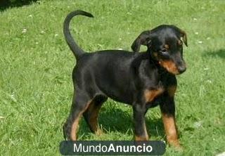 Fabulosos cachorros de Doberman