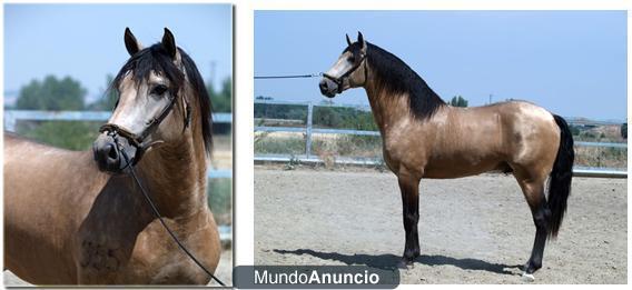 Lusitano Bayo