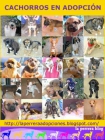 MUCHOS CACHORRITOS PARA ADOPTAR - mejor precio | unprecio.es