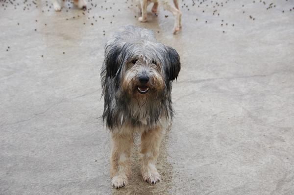 Perrito busca dueño