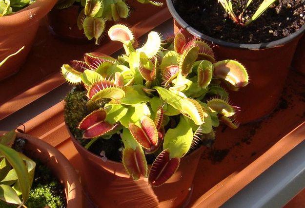 Plantas carnivoras