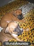 Regalo CACHORROS BOXER PURA