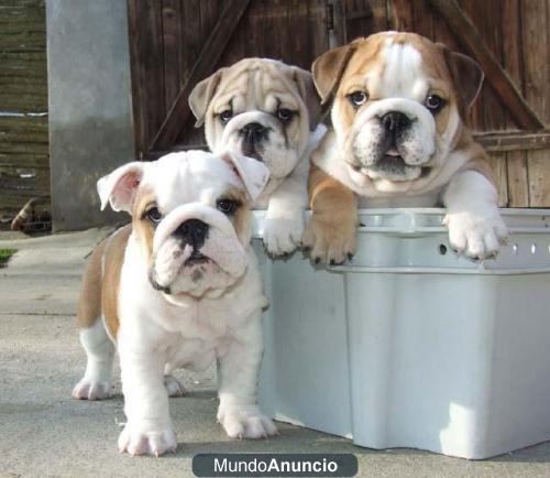 Cachorros de Buldog de inglés de clase puros Para