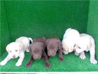 Cachorros de Labrador