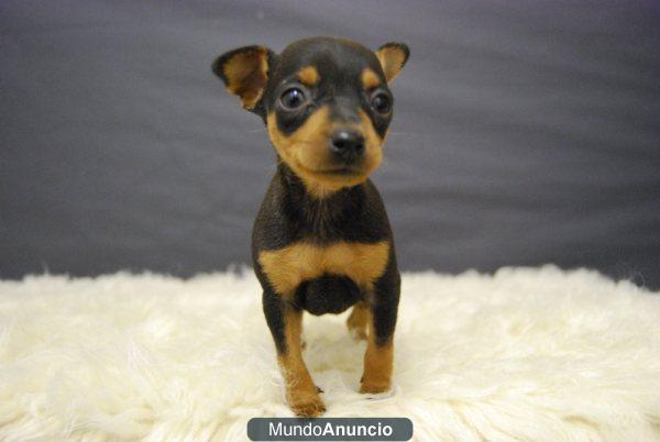 cachorros de Pincher miniatura, disponibles desde 350 euros