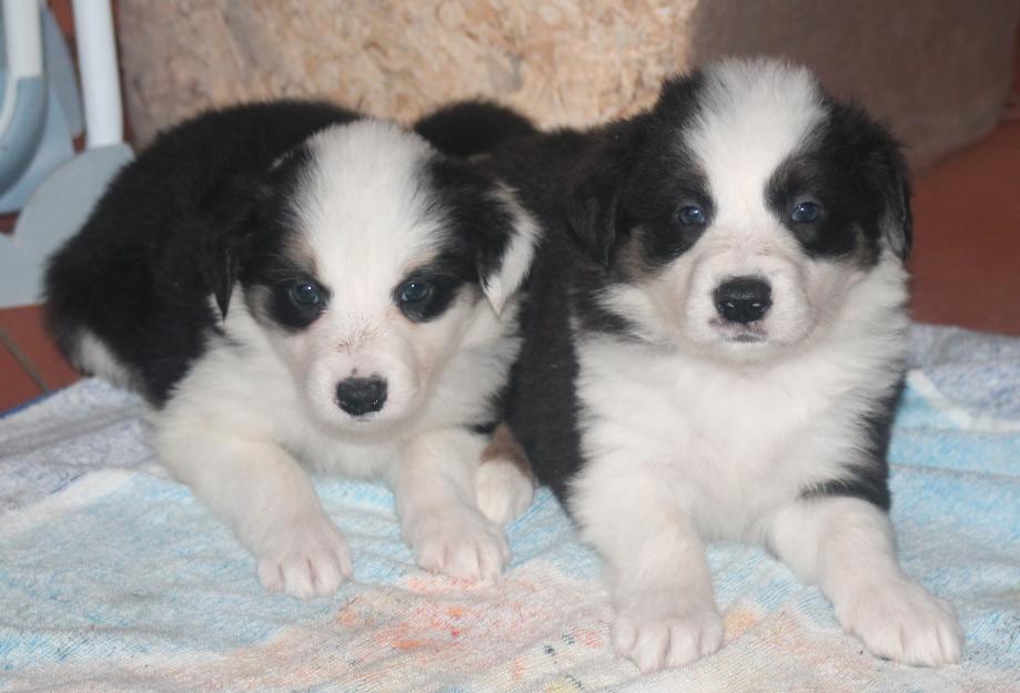 Camada Border collie nacidos 13/10/2013