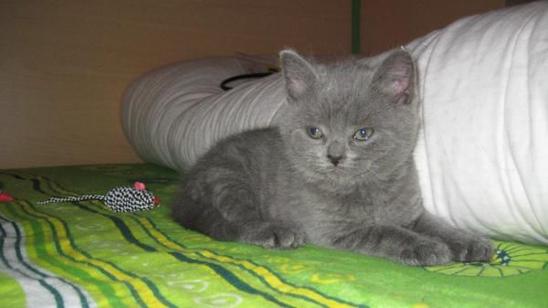 CAMADA BRITISH SHORTHAIR