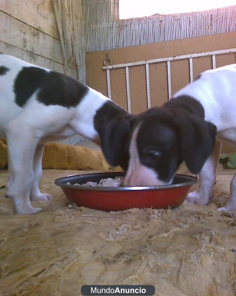 DOGOS  ALEMANES,EXCELENTES CACHORROS