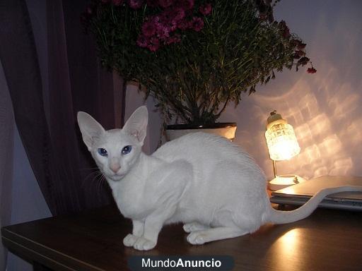 Gato oriental de pelo corto