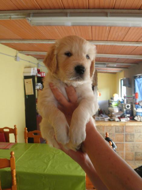 Hermosos cachorros de golden retrevier