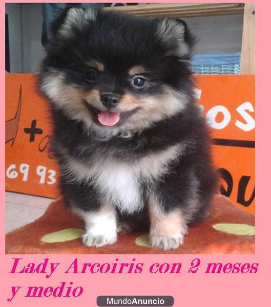 Preciosos cachorros de pomerania